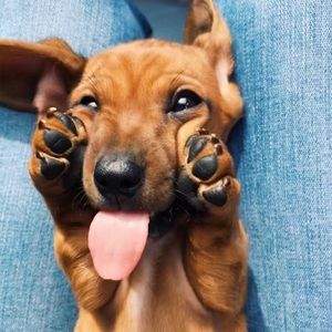 Meet your Posher, Emma